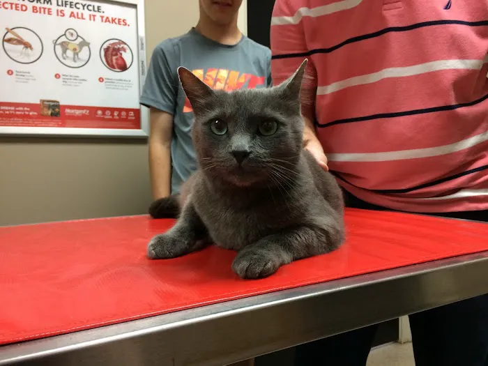 Animal Hospital of Mebane Picture 6