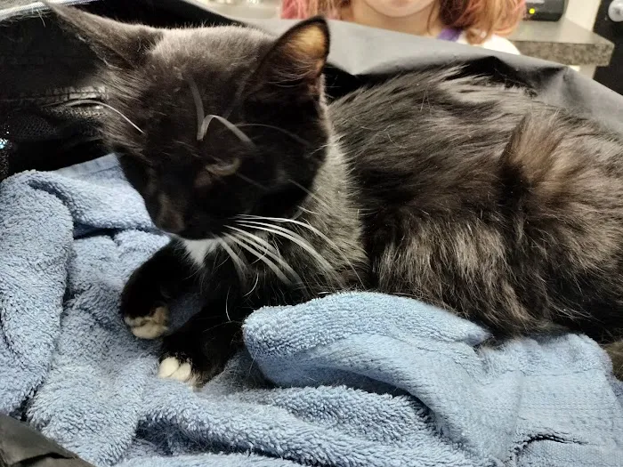 Animal Hospital of Mebane Picture 5