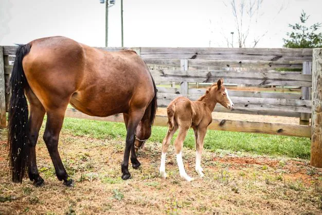 Carolina Equine Hospital Picture 1