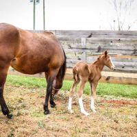 Carolina Equine Hospital ico
