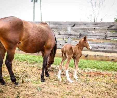 Carolina Equine Hospital
