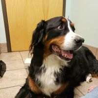 Lake Brandt Veterinary Hospital ico