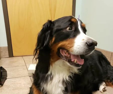 Lake Brandt Veterinary Hospital