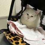 Northeast Veterinary Hospital
