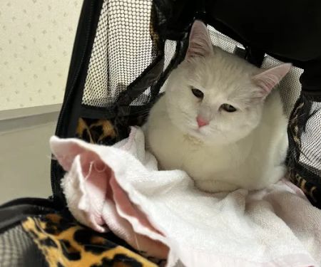 Northeast Veterinary Hospital