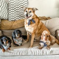 North Elm Animal Hospital ico
