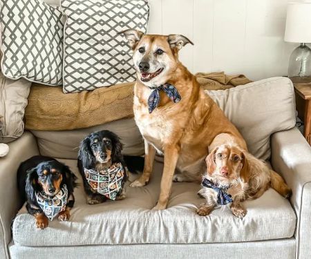 North Elm Animal Hospital