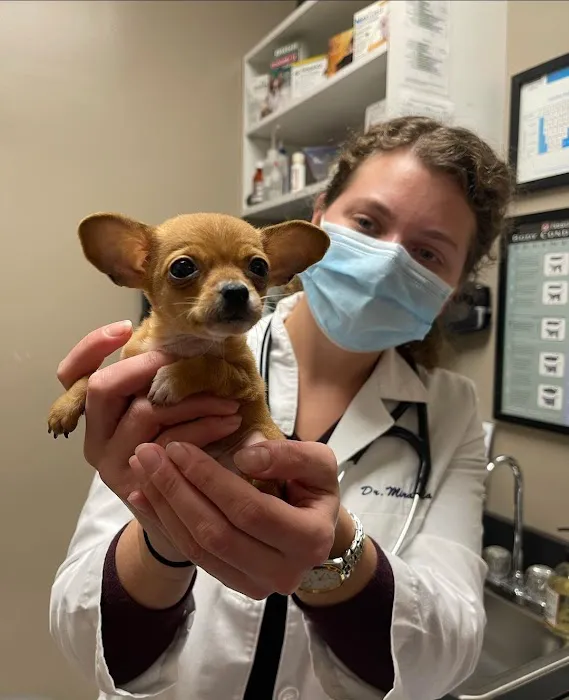 North Elm Animal Hospital Picture 4