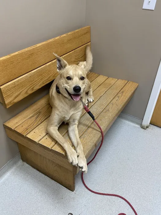 North Elm Animal Hospital Picture 5
