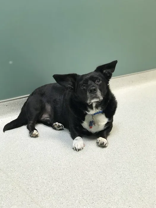 North Elm Animal Hospital Picture 2