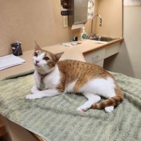 Gate City Animal Hospital ico
