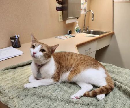 Gate City Animal Hospital