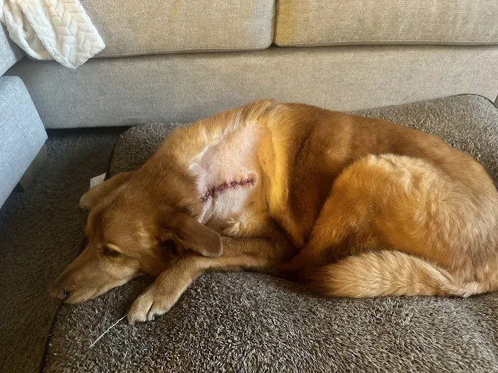Gate City Animal Hospital Picture 3