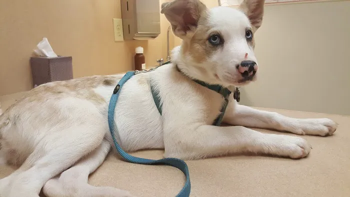 Gate City Animal Hospital Picture 4