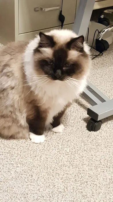 Gate City Animal Hospital Picture 8