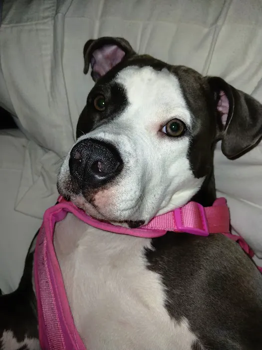 VetIQ Petcare Picture 1