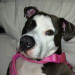 VetIQ Petcare