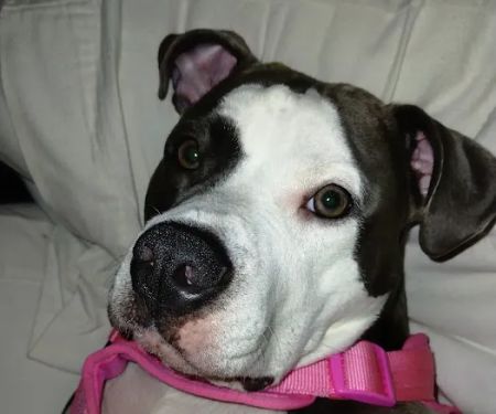 VetIQ Petcare