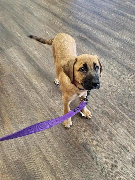 VetIQ Petcare Picture 2