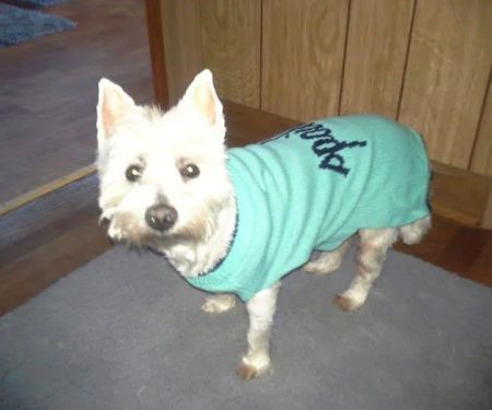 Phoenix Animal Hospital