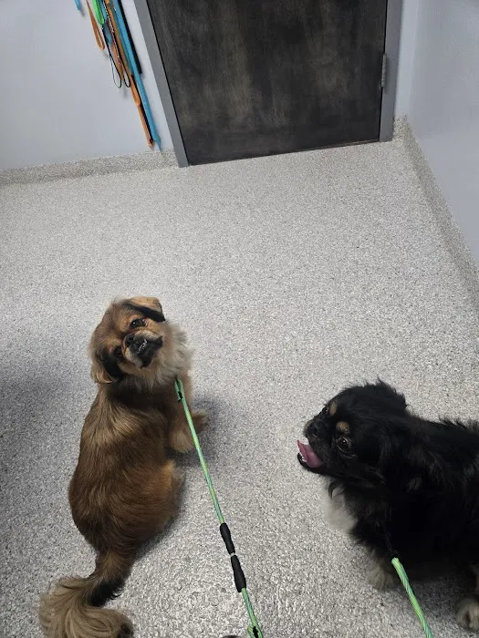 Phoenix Animal Hospital Picture 2