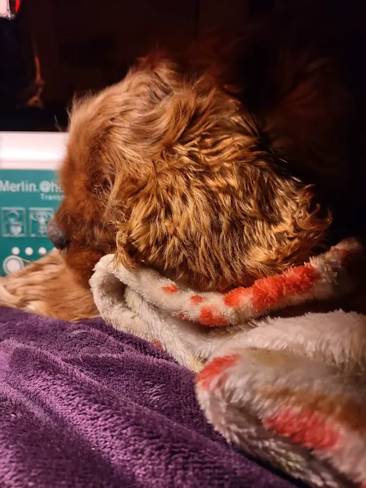 Madison Companion Animal Hospital Picture 1