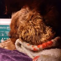 Madison Companion Animal Hospital ico