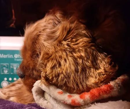 Madison Companion Animal Hospital