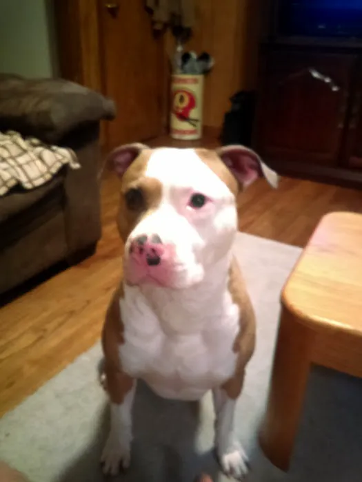 Madison Companion Animal Hospital Picture 2