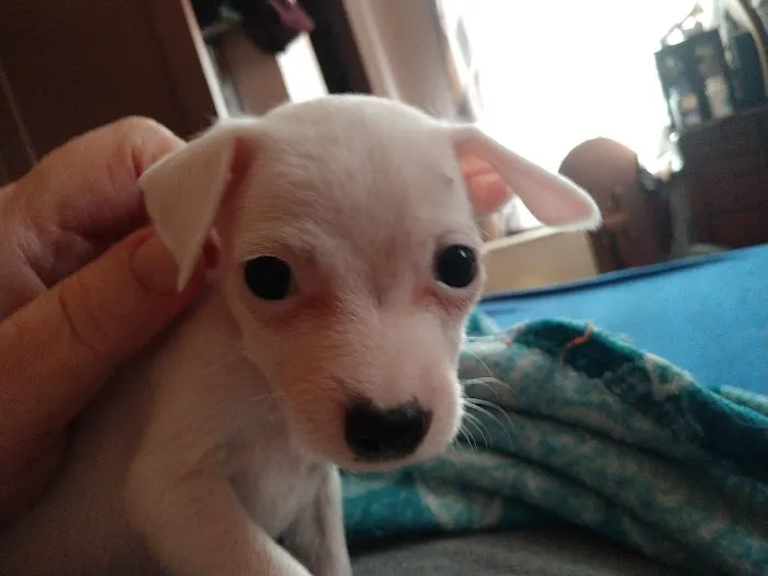 Madison Companion Animal Hospital Picture 10