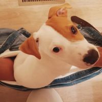 Tucker Veterinary Inc ico