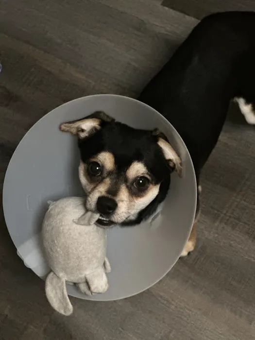 Tucker Veterinary Inc Picture 3