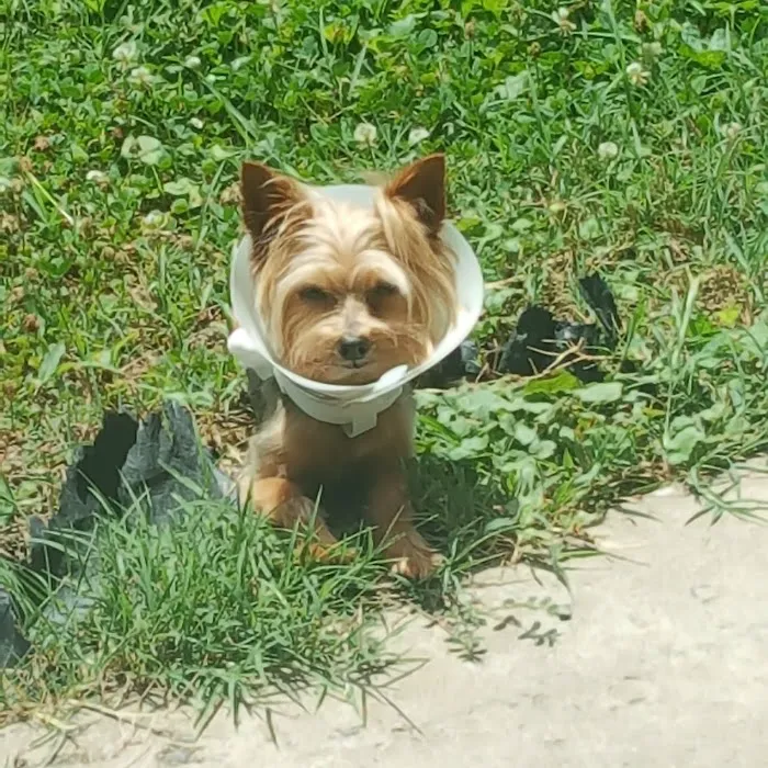 Orange Veterinary Clinic Picture 3