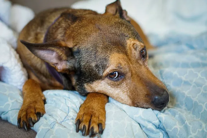 Crossroads Animal Hospital Picture 2
