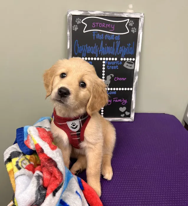 Crossroads Animal Hospital Picture 9