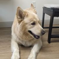 Richardson Animal Hospital ico