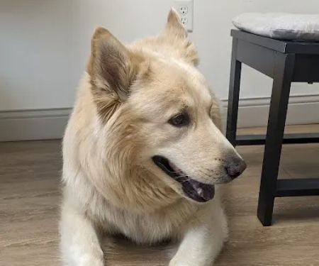 Richardson Animal Hospital