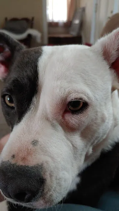 Richardson Animal Hospital Picture 5