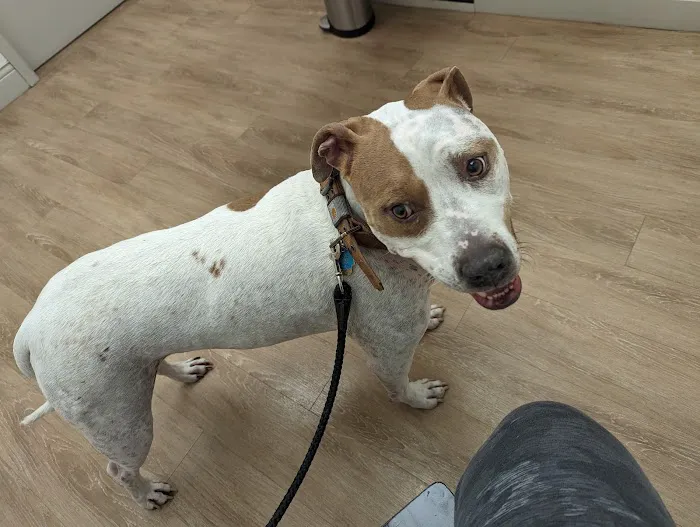 Richardson Animal Hospital Picture 4