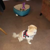 Twin Lakes Veterinary Hospital ico