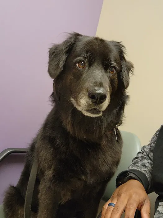 Memorial Animal Hospital Picture 3