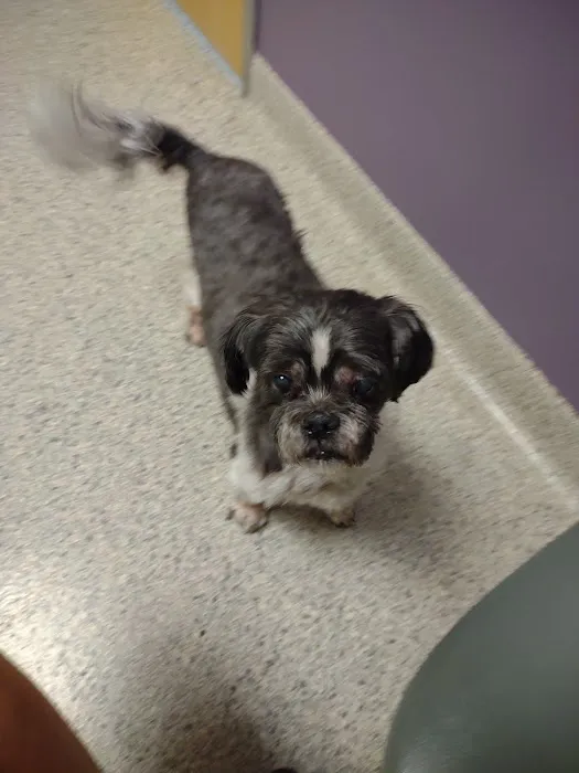 Memorial Animal Hospital Picture 5