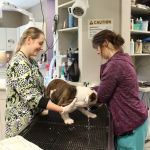 Memorial Animal Hospital