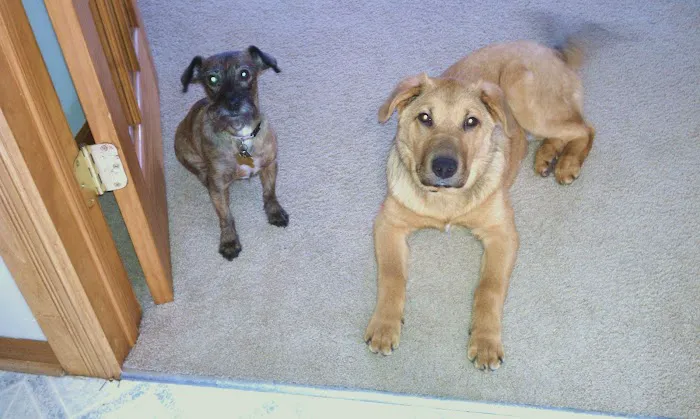 Memorial Animal Hospital Picture 4
