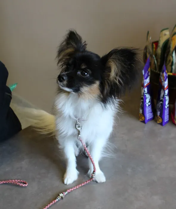 Memorial Animal Hospital Picture 6