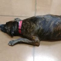 Rootstown Veterinary Hospital ico