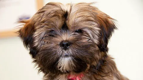 Primary Pet Care Picture 2