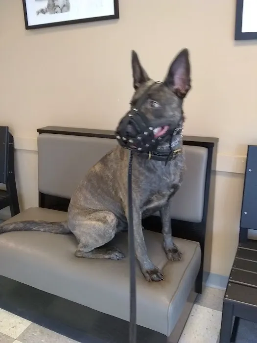 Primary Pet Care Picture 10