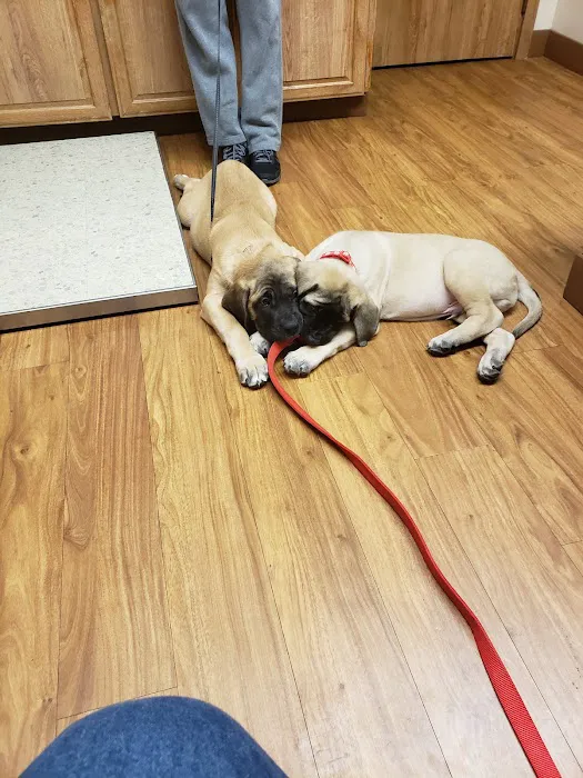 Stow Kent Animal Hospital Picture 1