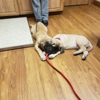 Stow Kent Animal Hospital ico
